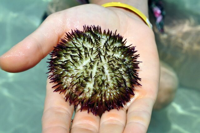SeaUrchin